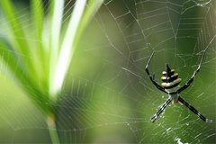 Argiope coquereli
