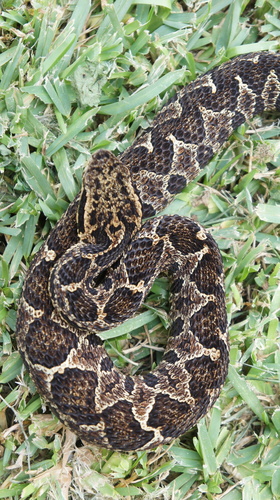 Mexican Jumping Pit Viper