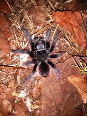 Dugesiella anitahoffmannae