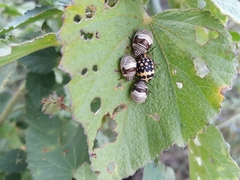 Orsilochides scurrilis