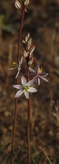 Drimia multifolia