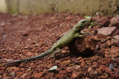 Sceloporus formosus