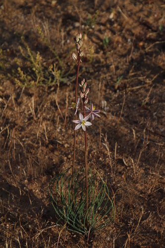 Image of Drimia multifolia by (c) Tony Rebelo, some rights reserved (CC BY-SA)