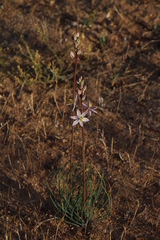 Drimia multifolia