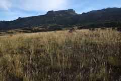 Ehrharta thunbergii