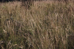 Ehrharta thunbergii