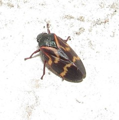 Deois flexuosa