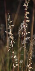 Ehrharta thunbergii