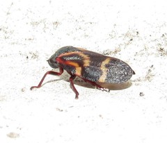 Deois flexuosa