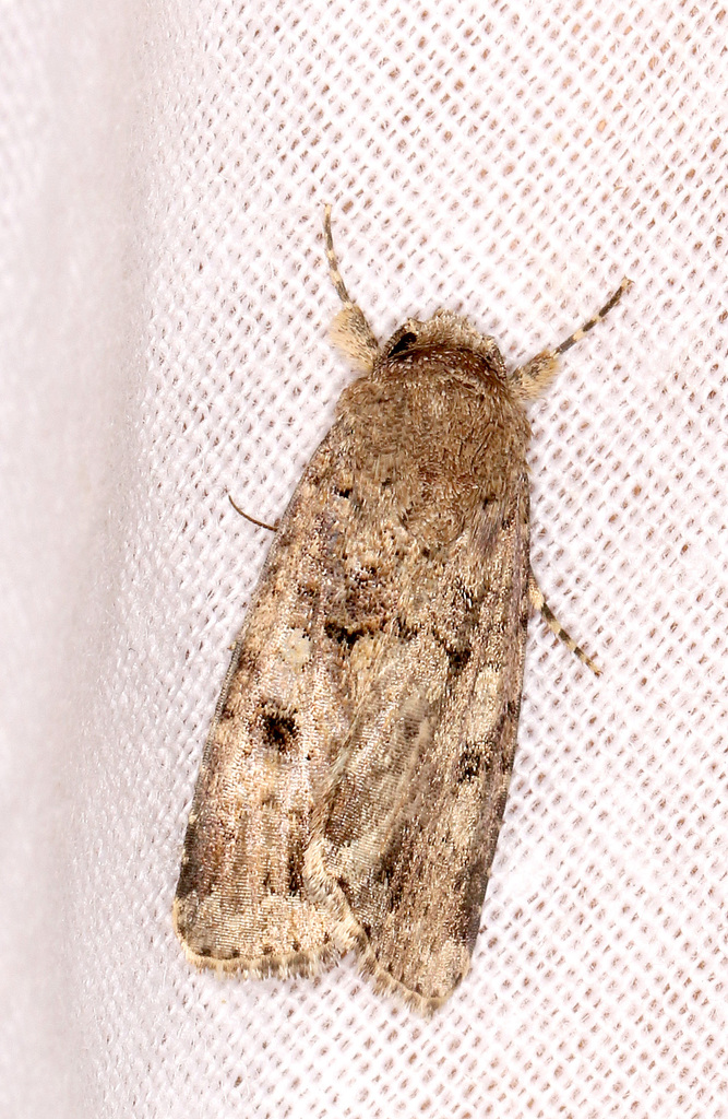 Dark Mottled Willow