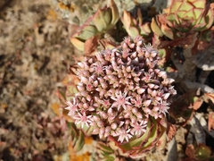 Aeonium lancerottense image