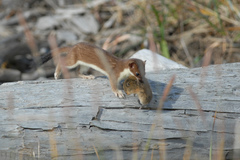 Lemmus trimucronatus