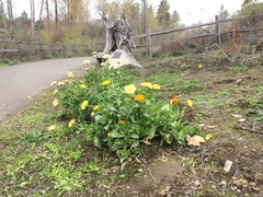 Calendula officinalis