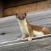 Eurasian Stoat - Photo (c) Cameron Eckert, some rights reserved (CC BY-NC), uploaded by Cameron Eckert