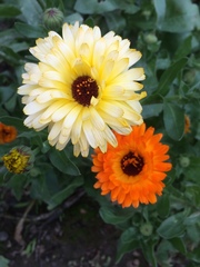 Calendula officinalis