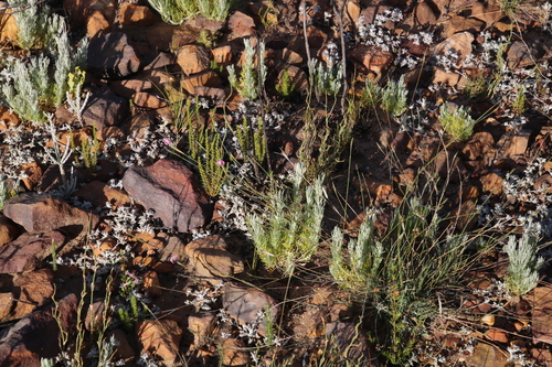 Image of Dianthus bolusii by (c) Tony Rebelo, some rights reserved (CC BY-SA)