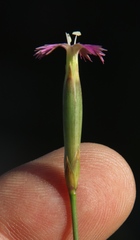 Dianthus bolusii