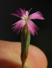 Dianthus bolusii