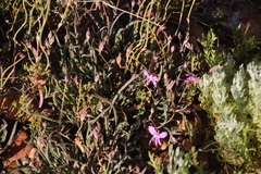 Pelargonium coronopifolium