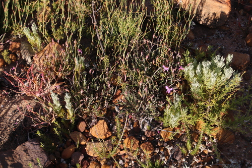 Image of Nutmeg-Scented Storksbill (Pelargonium coronopifolium) by (c) Tony Rebelo, some rights reserved (CC BY-SA)