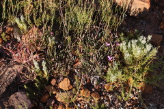 Pelargonium coronopifolium