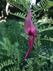 Clianthus