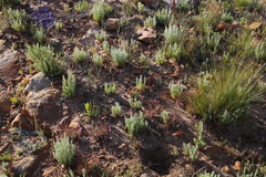 Pelargonium coronopifolium