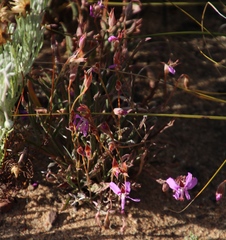 Pelargonium coronopifolium