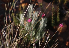 Dianthus bolusii