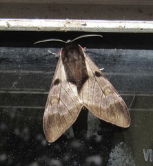 Dysschema subapicalis