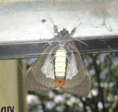 Dysschema subapicalis