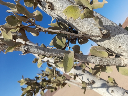 Image of Maerua schinzii by no rights reserved