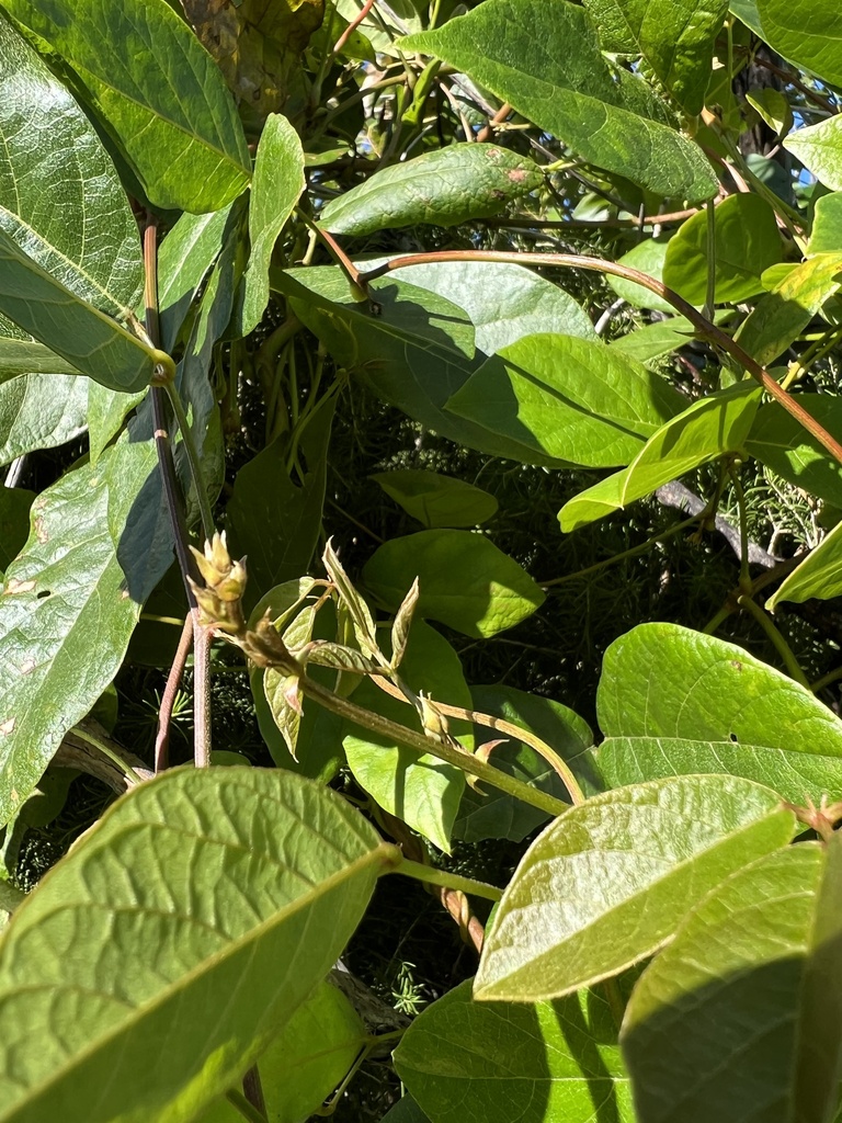 Dusky coral pea from Conjola National Park, Mondayong, NSW, AU on May ...