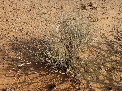 Image of Orthanthera albida by no rights reserved