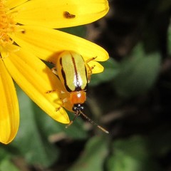 Diabrotica interruptolineata