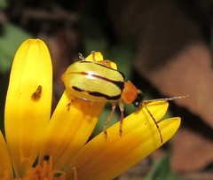 Diabrotica interruptolineata