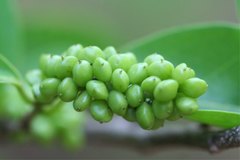 Antidesma madagascariense