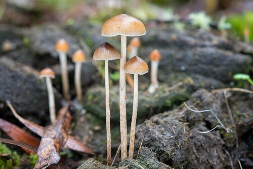 Psilocybe alutacea Y.S.Chang & A.K.Mills