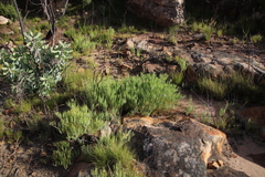Pelargonium laevigatum oxyphyllum
