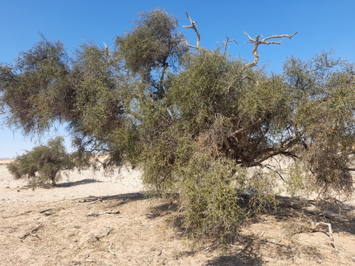 Image of Balanites angolensis by no rights reserved