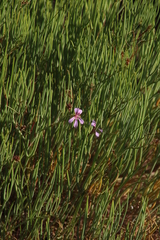 Pelargonium laevigatum oxyphyllum