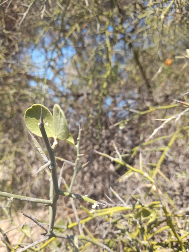 Balanites angolensis subsp. welwitschii image