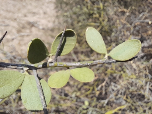 Image of Balanites angolensis by no rights reserved