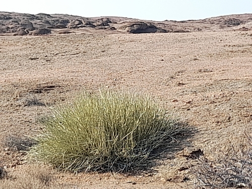Image of Euphorbia damarana by no rights reserved