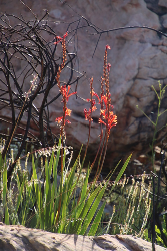 Image of Watsonia angusta by (c) Tony Rebelo, some rights reserved (CC BY-SA)