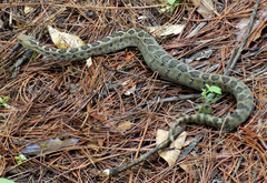 Crotalus ravus