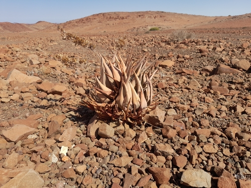 Image of Aloe namibensis by no rights reserved
