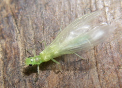 Chloroperlinae