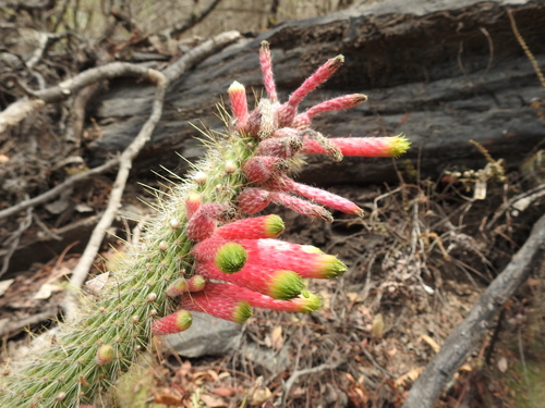 Cleistocactus smaragdiflorus (F.A.C.Weber) Britton & Rose