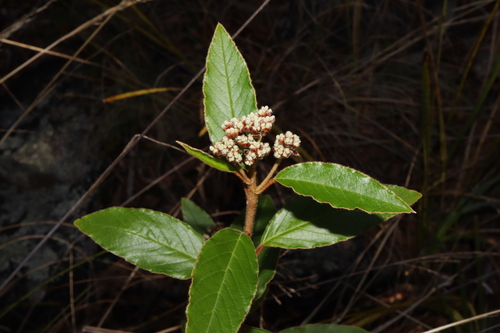 Image of Pomaderris intermedia by (c) Thomas Mesaglio, some rights reserved (CC BY)